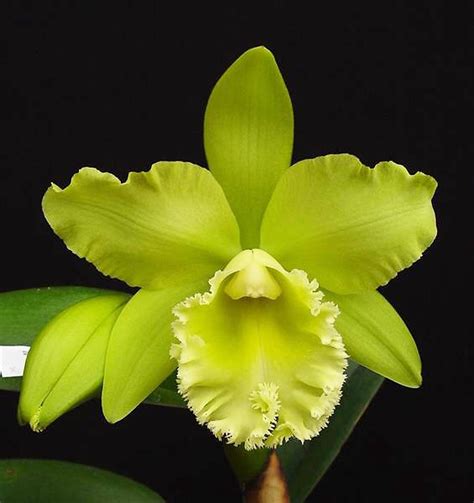 blc prada green deluxe|Prada green cattleya hybrid.